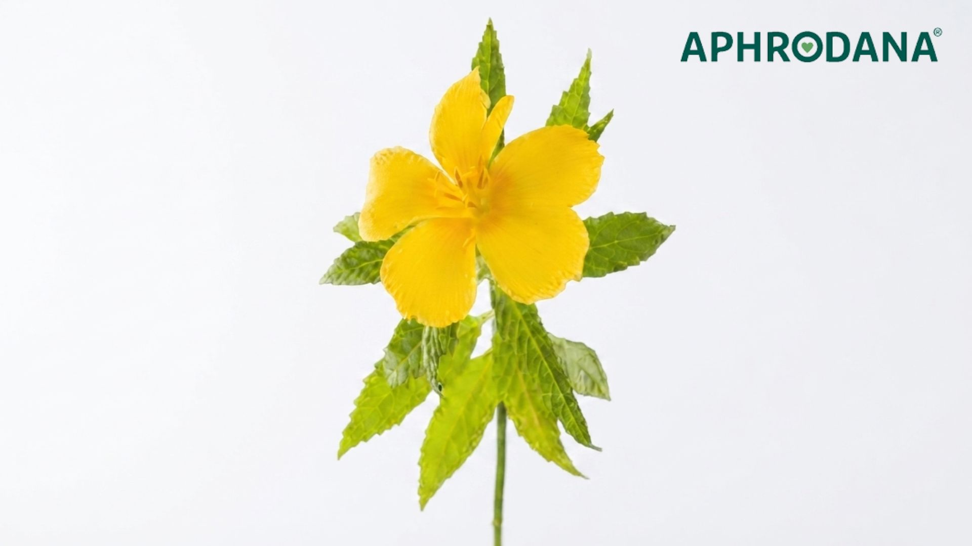 aphrodana